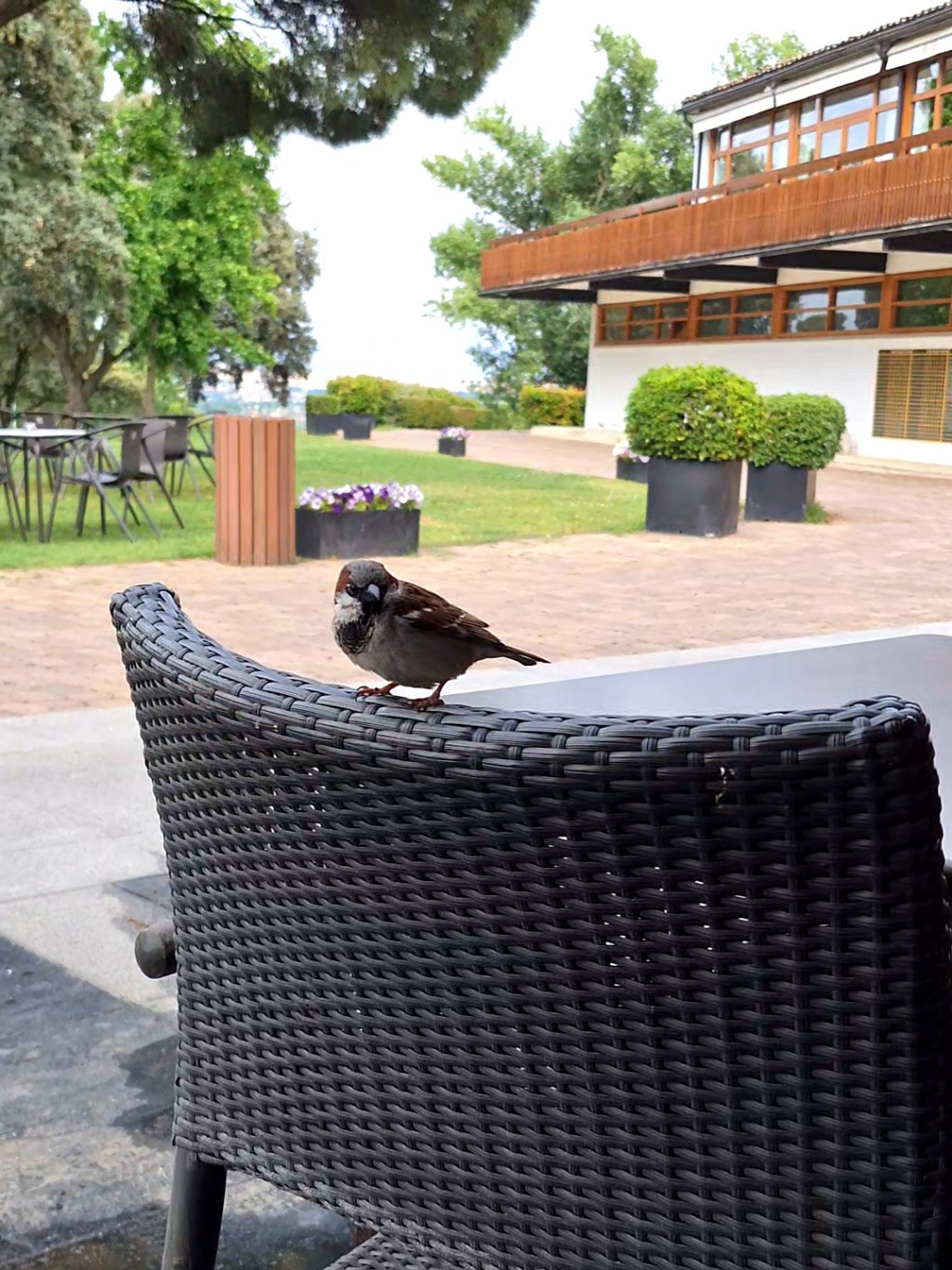 Real Automóvil club de España&nbsp;(RACE)